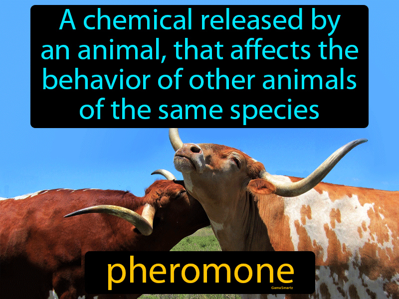 Pheromone Definition