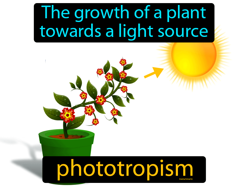 Phototropism Definition