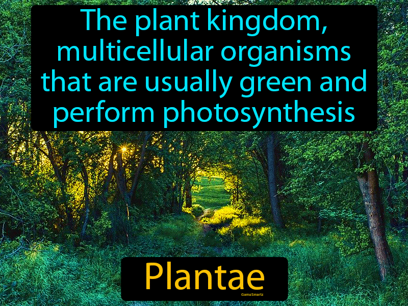 Plantae Definition