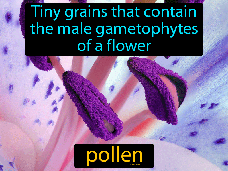 Pollen Definition