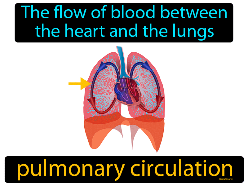 Pulmonary Circulation Definition