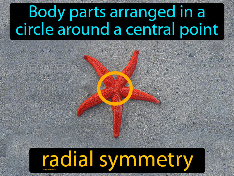 Radial Symmetry Definition