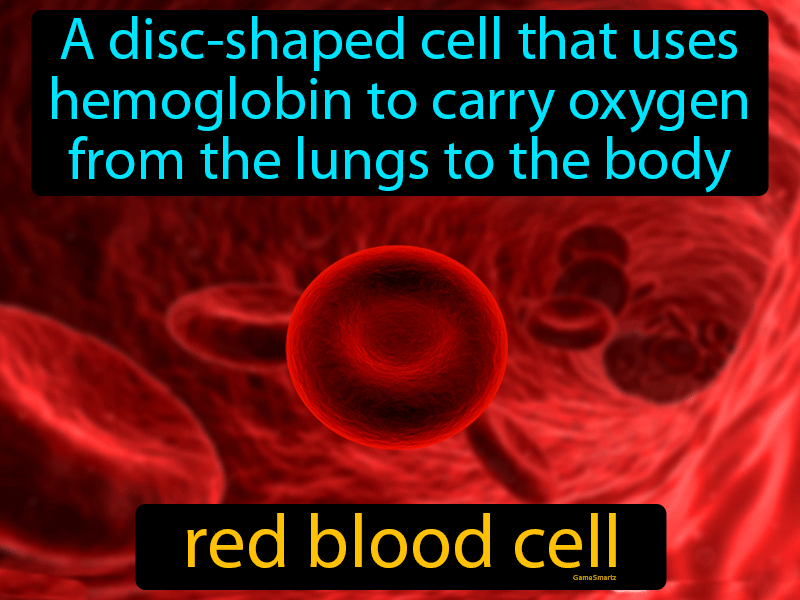 Red Blood Cell Definition