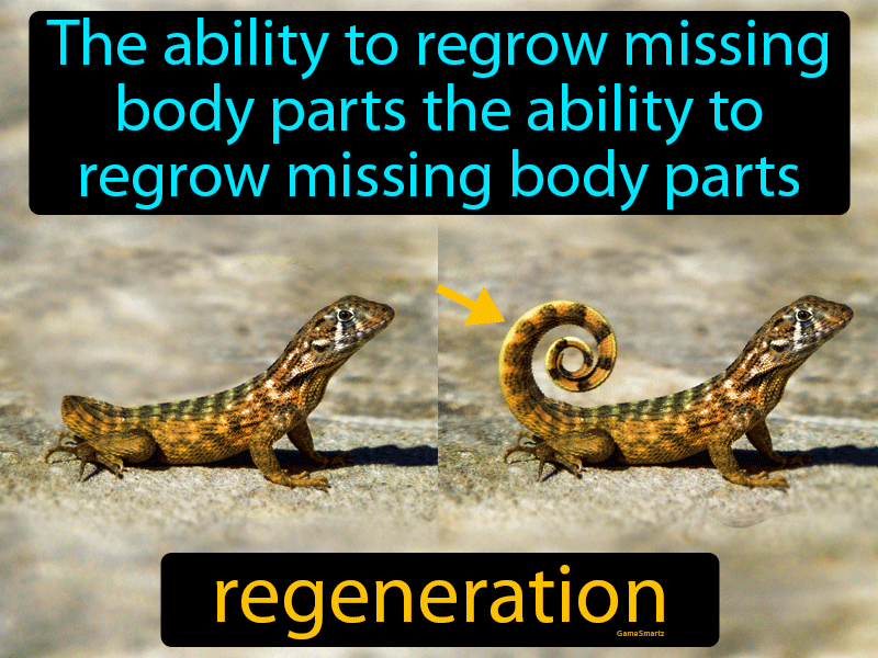 Regeneration Definition