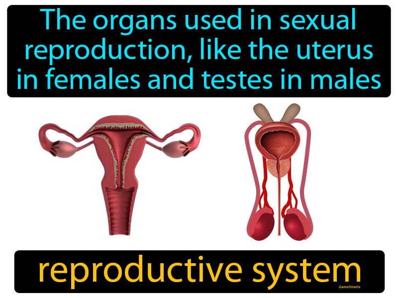 Reproductive System Definition