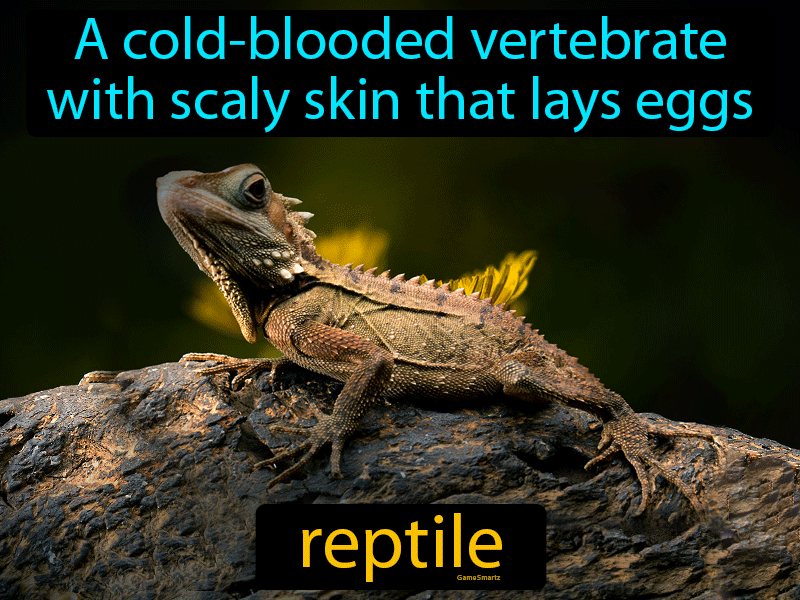 Reptile Definition