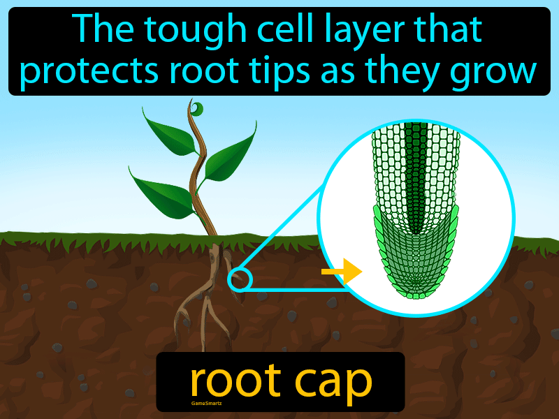 Root Cap Definition