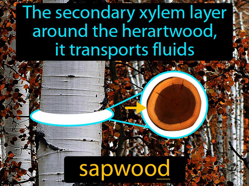 Sapwood Definition