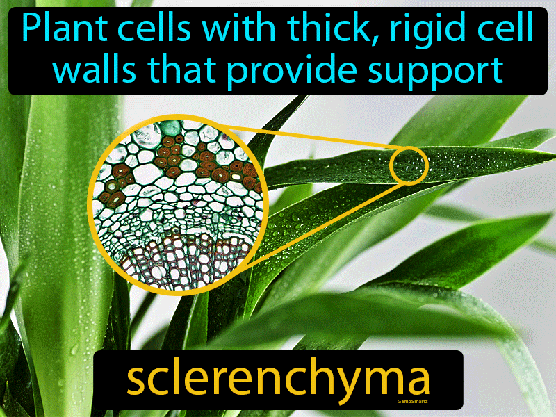 Sclerenchyma Definition