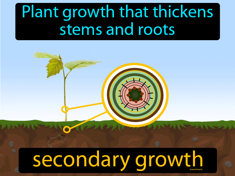 Secondary Growth Definition