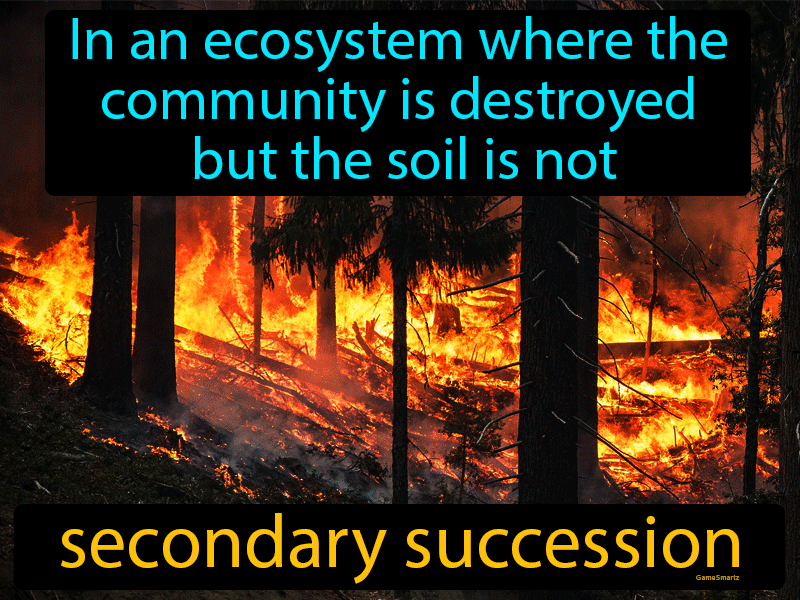 Secondary Succession Definition