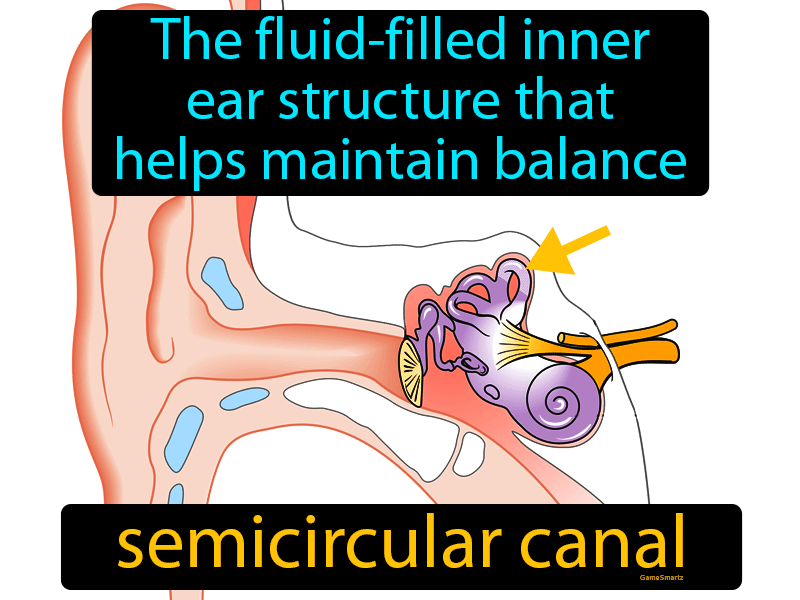 Semicircular Canal Definition
