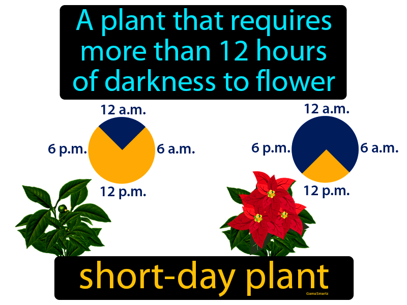 Short Day Plant Definition