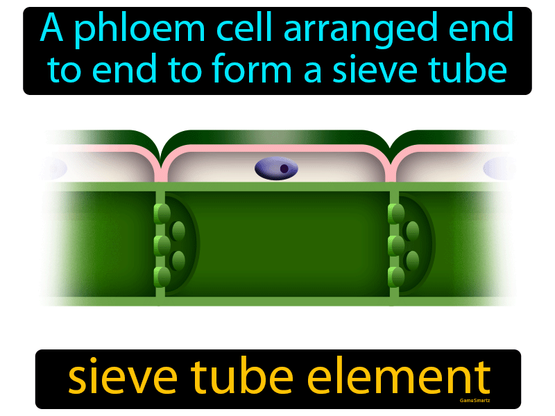 Sieve Tube Element Definition