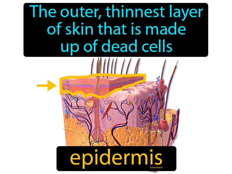 Skin Epidermis Definition