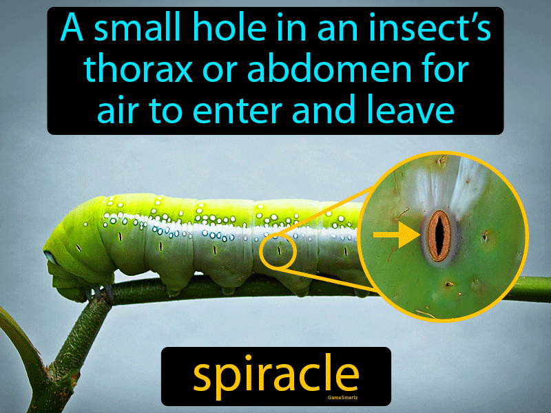 Spiracle Definition