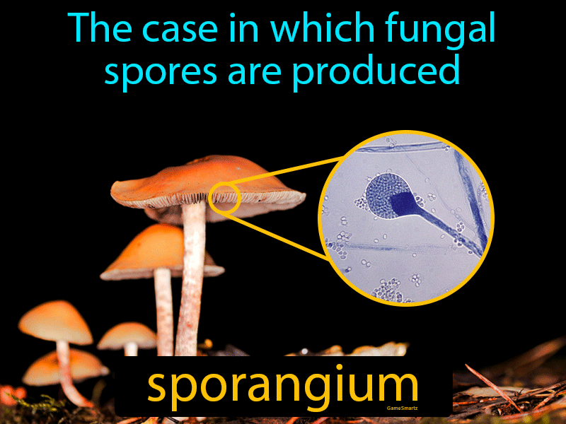 Sporangium Definition