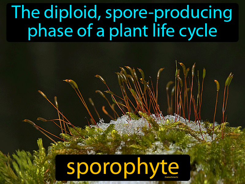 Sporophyte Definition