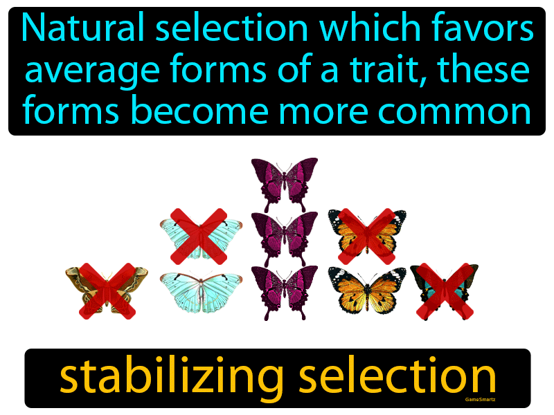 Stabilizing Selection Definition