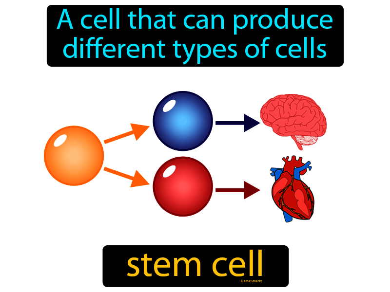 Stem Cell Definition