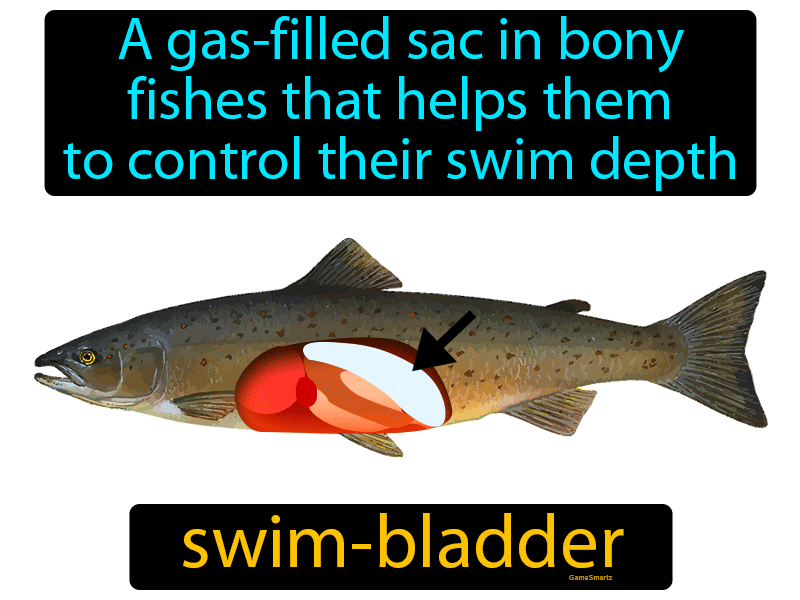 Swim Bladder Definition