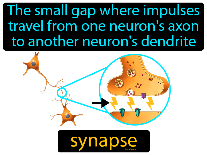 Synapse Definition