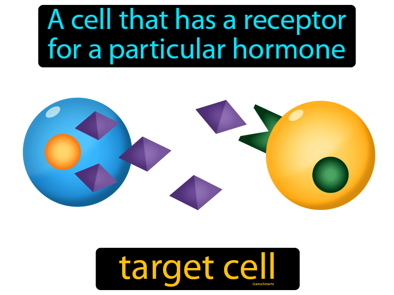 Target Cell Definition