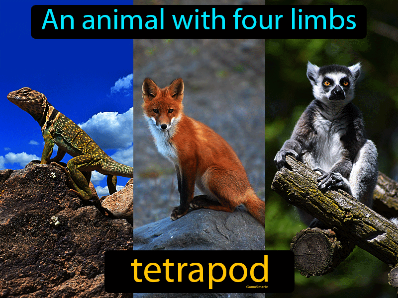 Tetrapod Definition