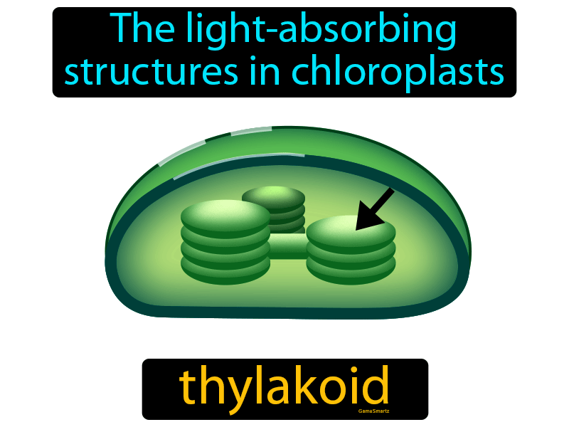 Thylakoid Definition