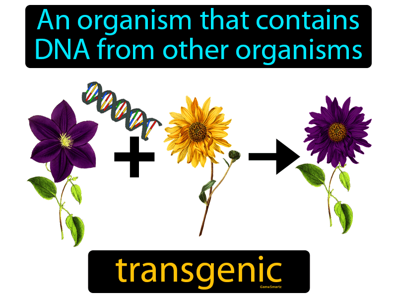 Transgenic Definition