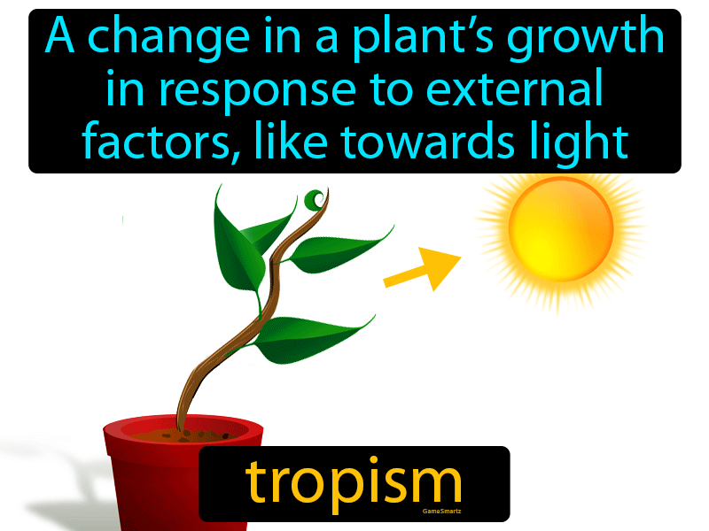 Tropism Definition