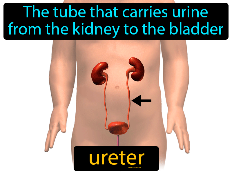 Ureter Definition