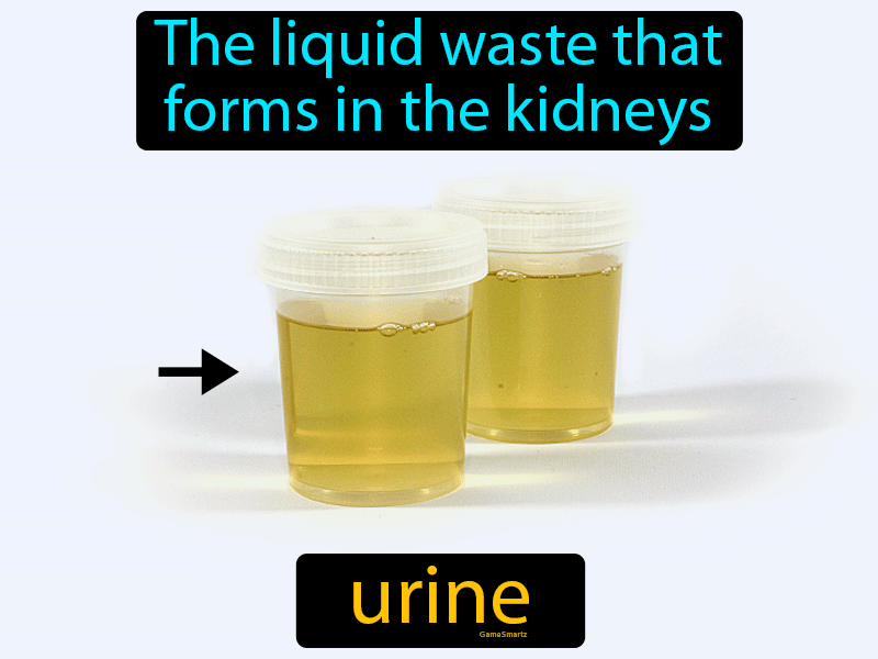 Urine Definition