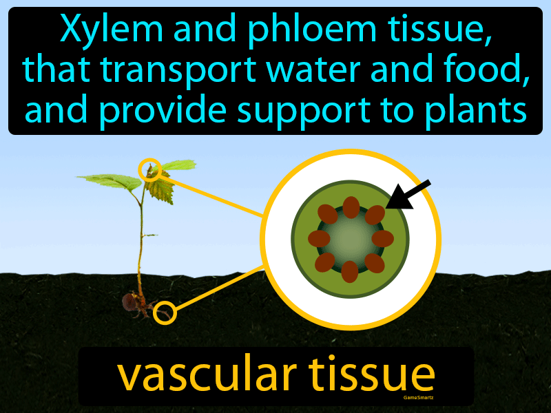 Vascular Tissue Definition