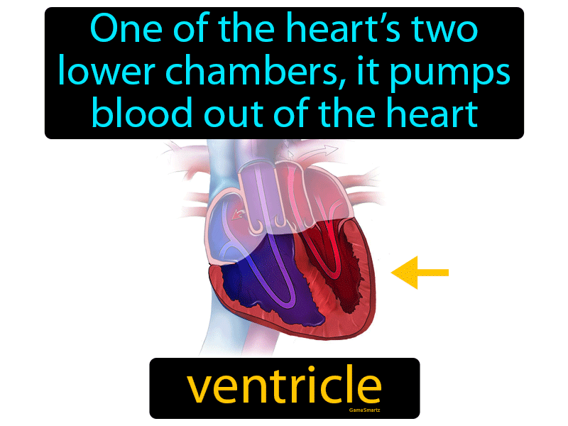 Ventricle Definition