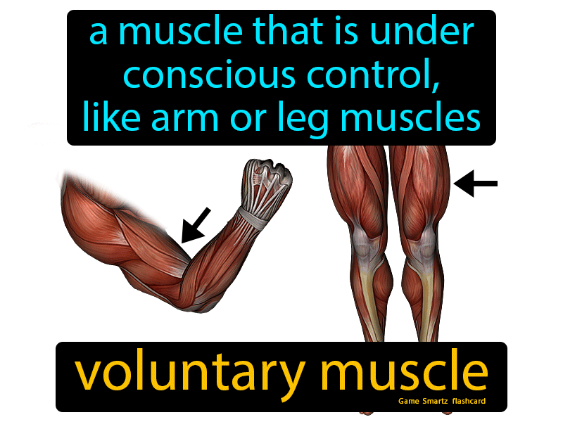 Voluntary Muscle Definition