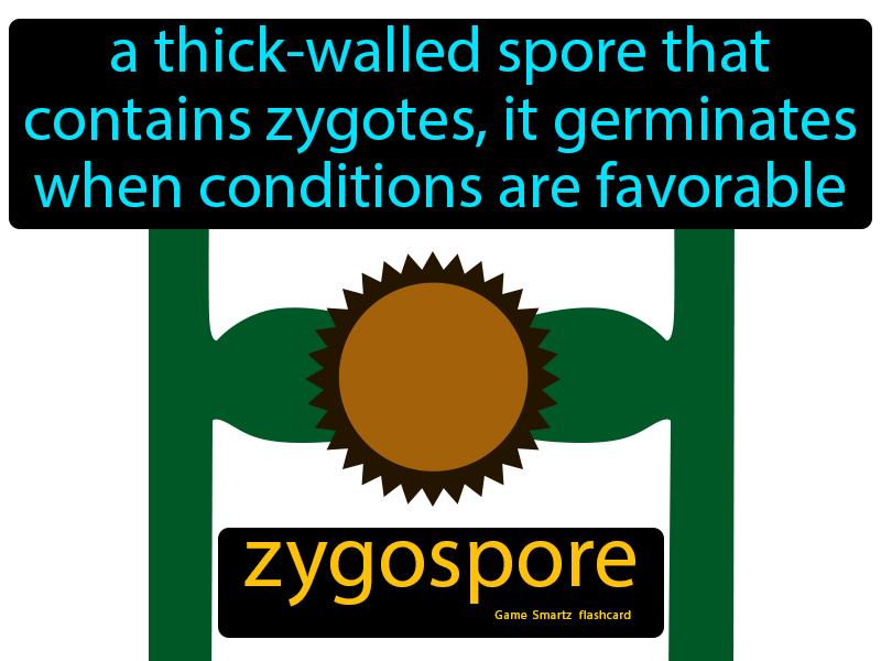 Zygospore Definition