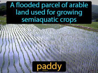 paddy Simple Definition