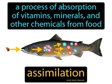 assimilation Simple Definition