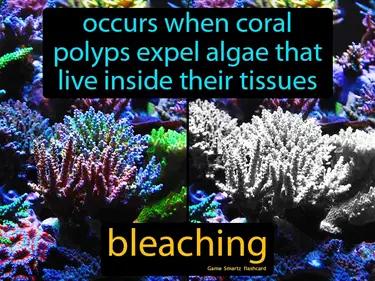 bleaching Simple Definition