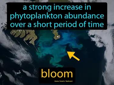 bloom Simple Definition