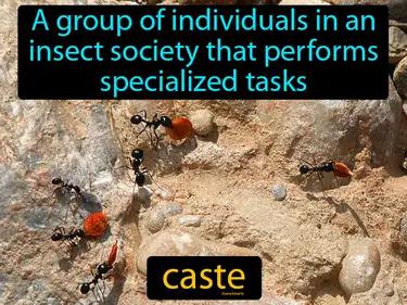 caste Simple Definition