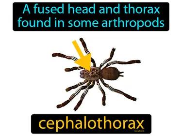cephalothorax Simple Definition
