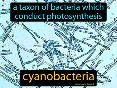 cyanobacteria Simple Definition