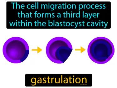 gastrulation Simple Definition