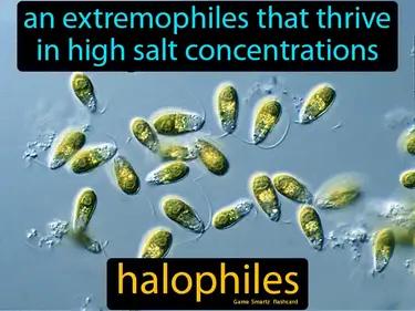 halophiles Simple Definition