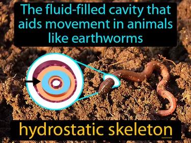 hydrostatic skeleton Simple Definition