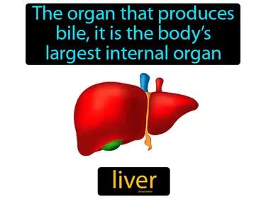 liver Simple Definition
