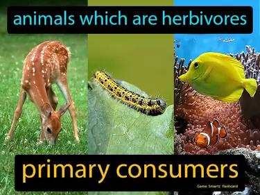 primary consumers Simple Definition