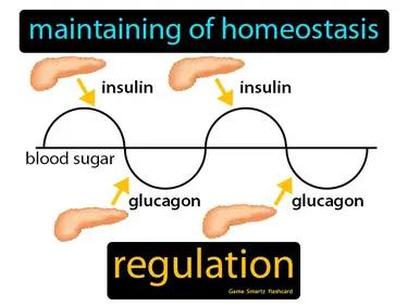 regulation Simple Definition